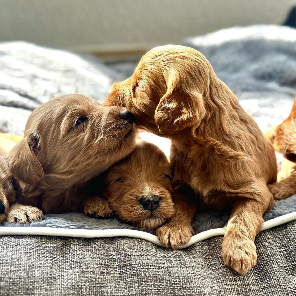 Australian labradoodle