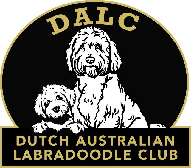 Dutch austrailian labradoodle club