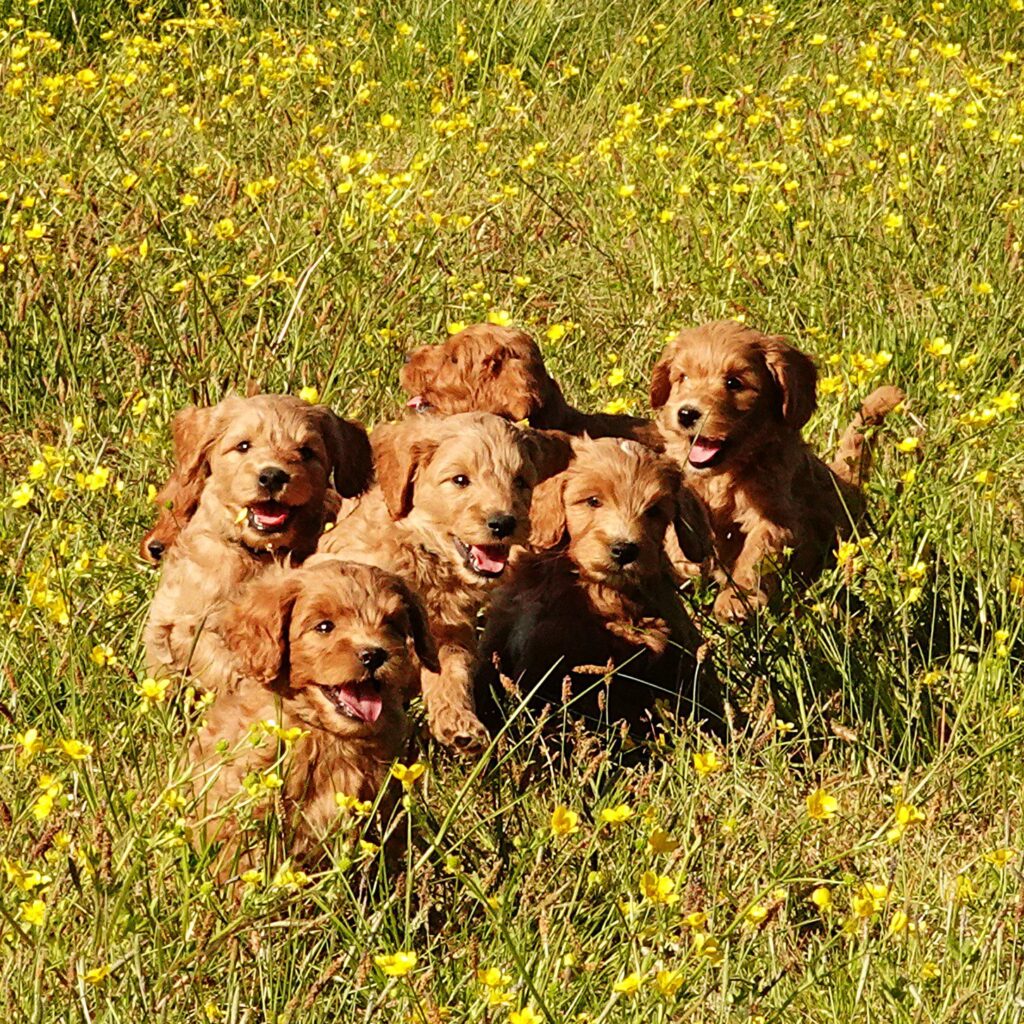 labradoodle pups