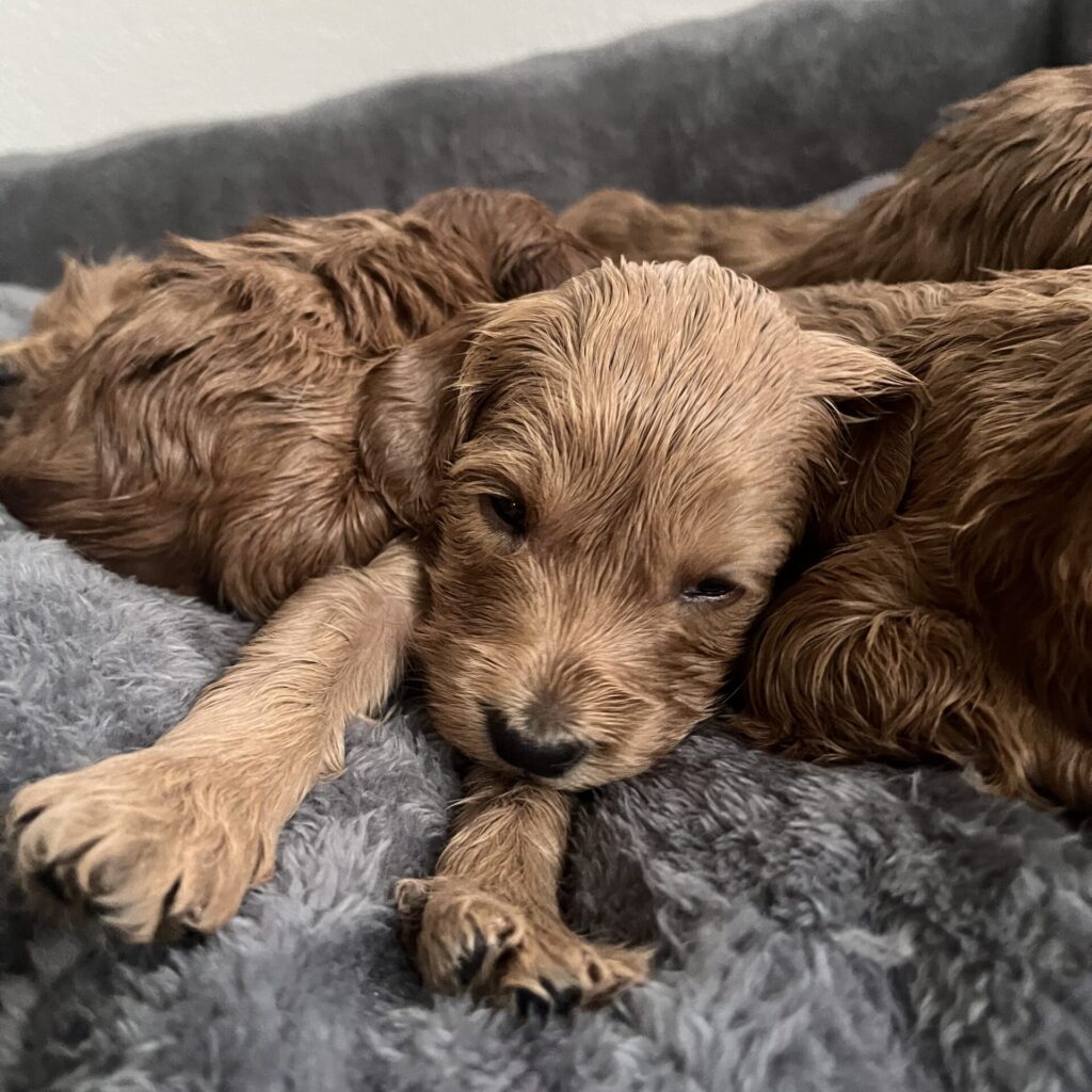 australian labradoodle