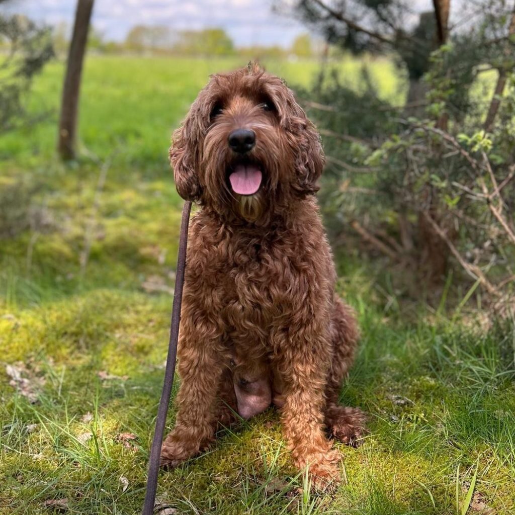 McSweeneys Teddy doodle