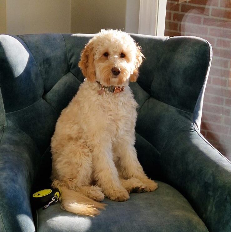 mcsweeneys nova doodle